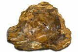 Polished Petrified Wood Soap Dish - Madagascar #346939-1